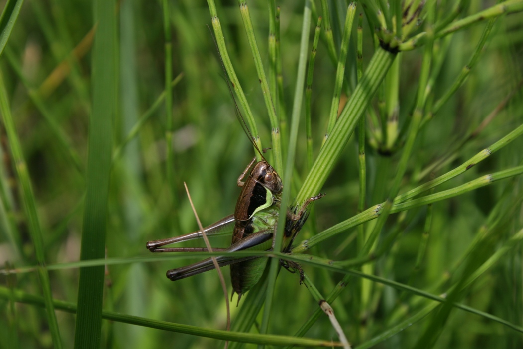 Pholidoptera littoralis